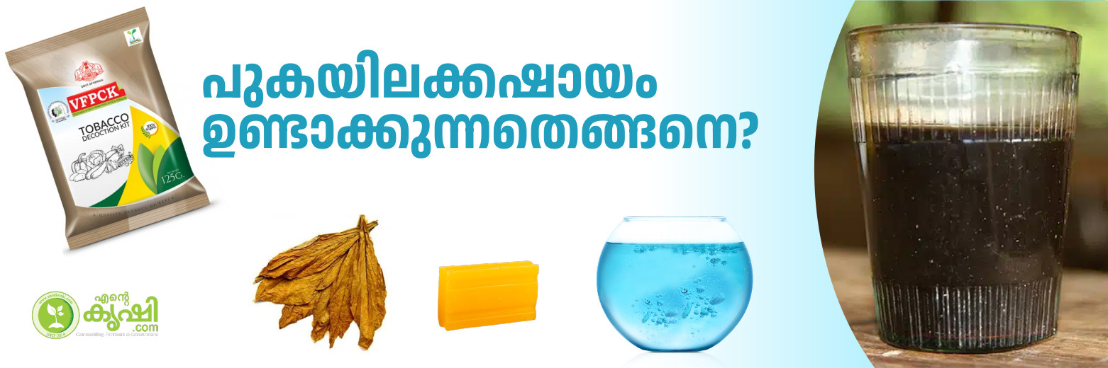 tobacco decoction പുകയിലക്കഷായം ഉണ്ടാക്കുന്നതെങ്ങനെ? -