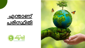 എന്താണ് പരിസ്ഥിതി