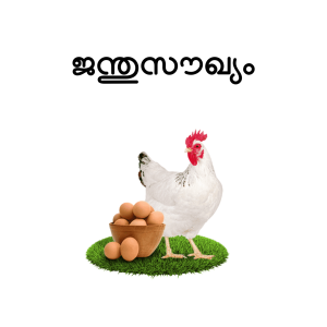 മൃഗസംരക്ഷണ നിർദേശം
